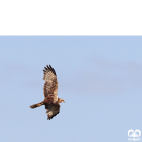 گونه سنقر تالابی شرقی Eastern Marsh Harrier